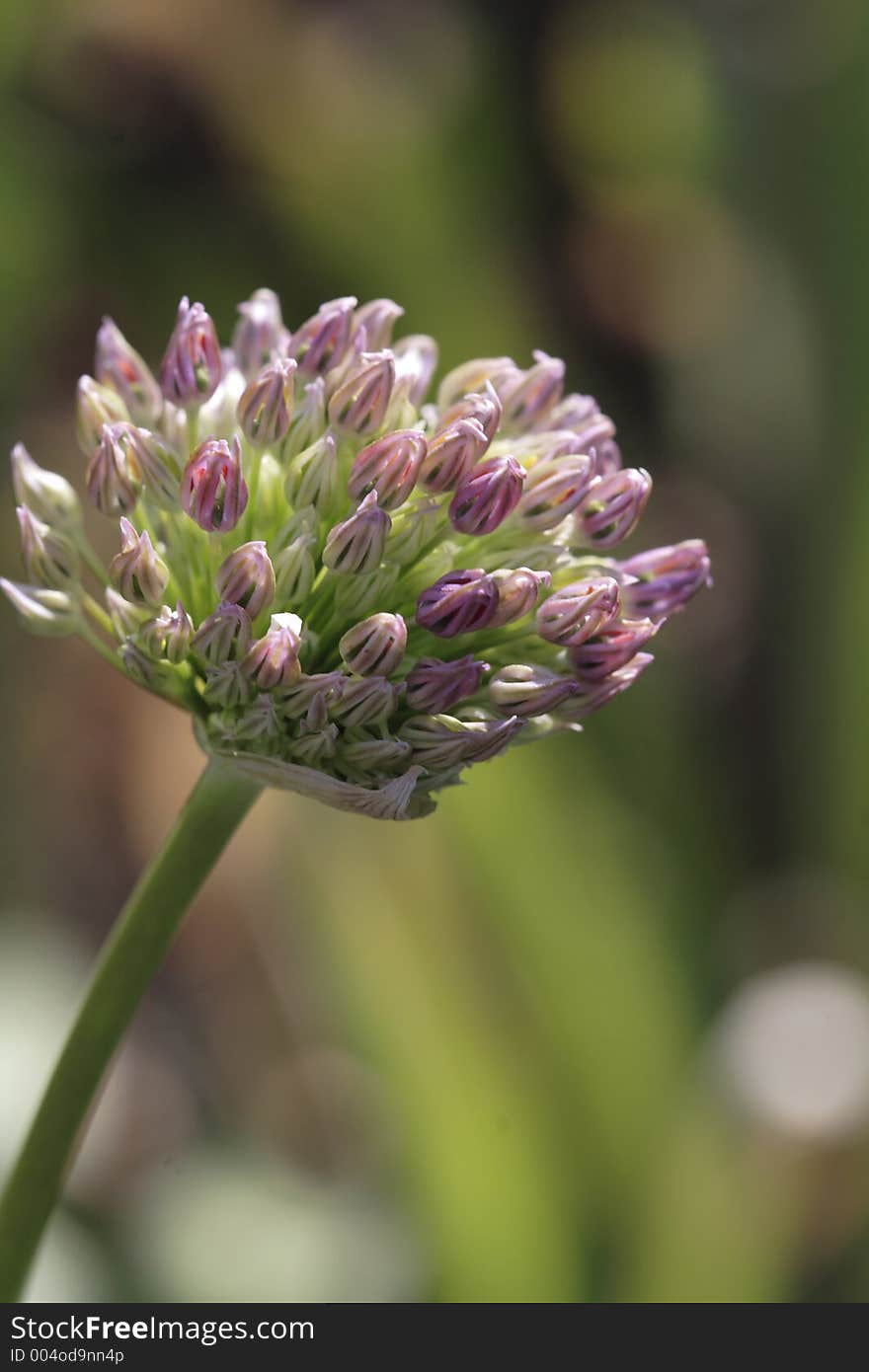 Flower Bud