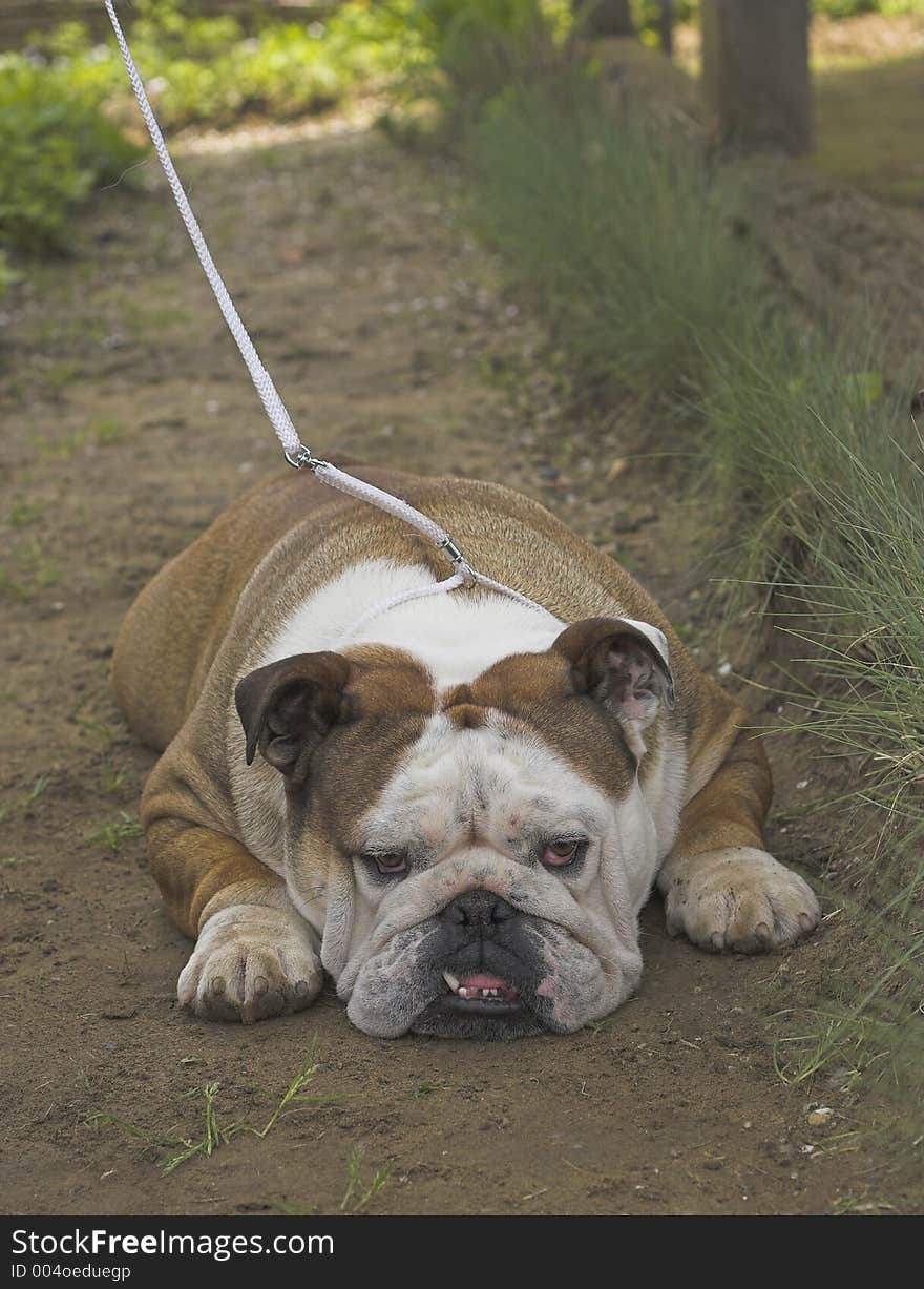 Bulldog on the exhibition