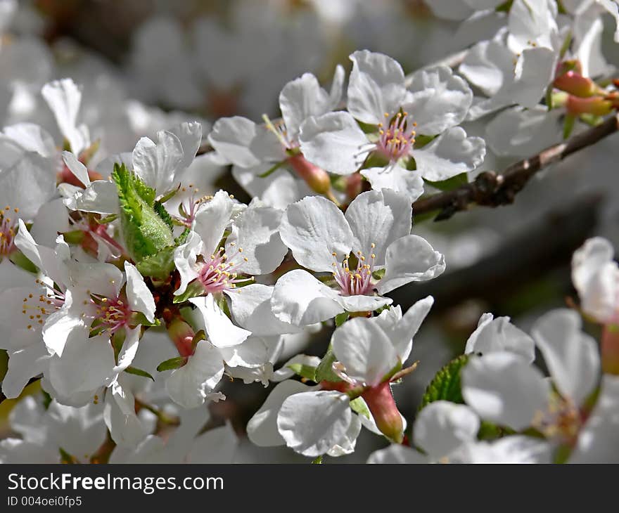 Branch Full Of Blossoms