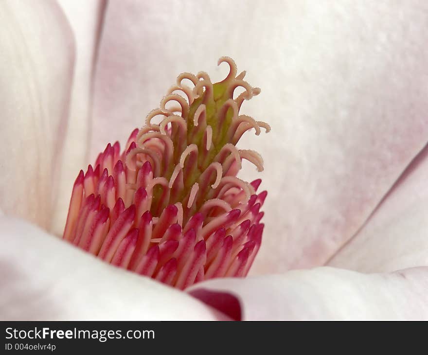 Center Of A Magnolia