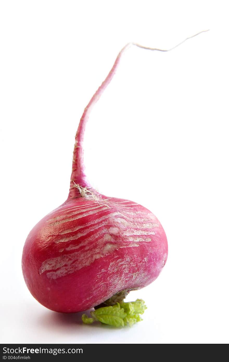 Ripe spring garden radish