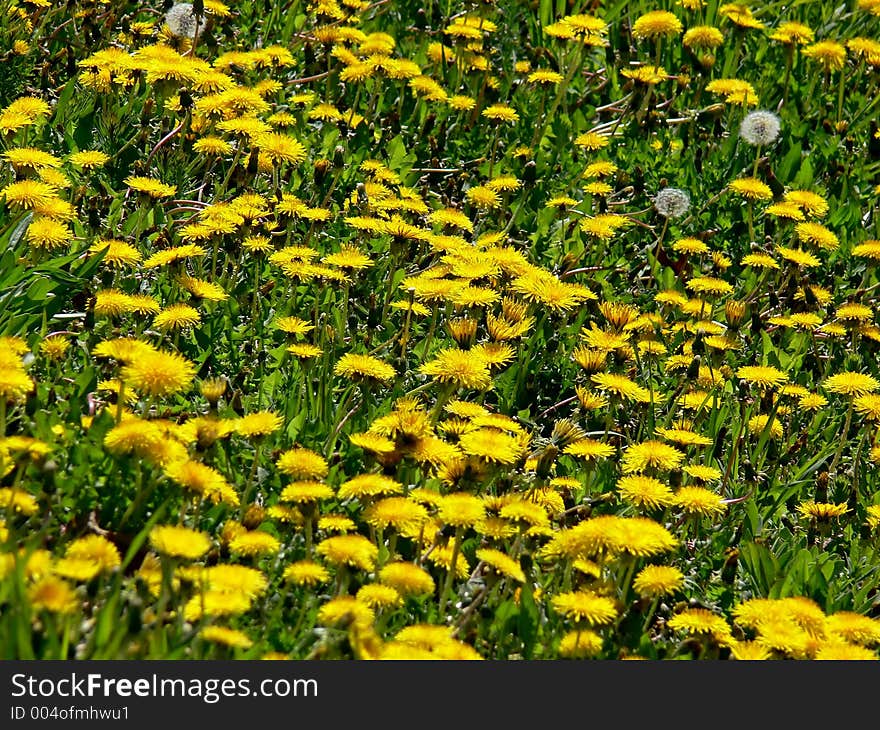 Pretty looking field of dandelions.