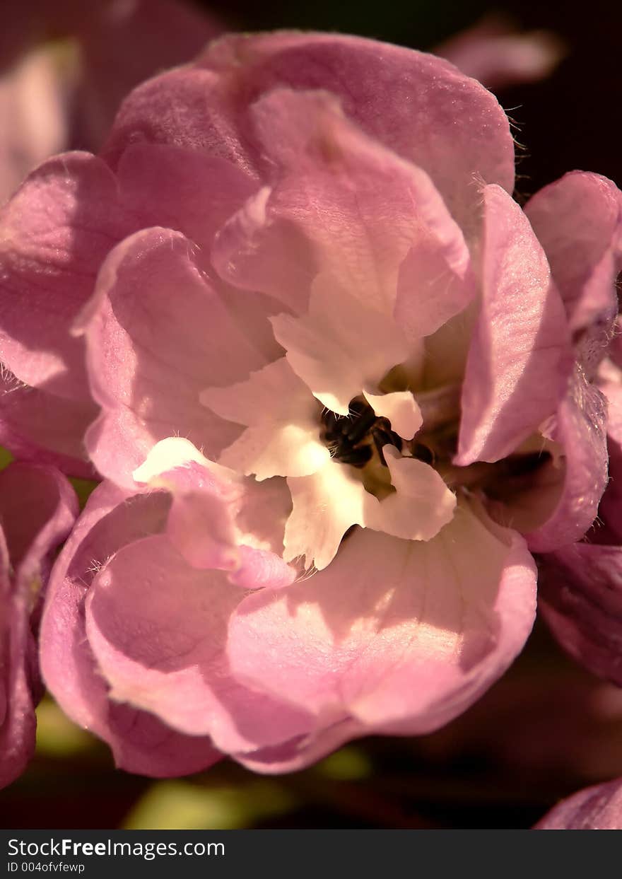 Delphinium Closeup