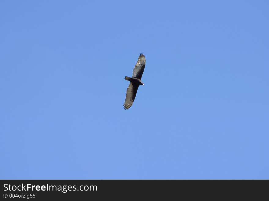 I don�t know what type of bird this is, but it�s obviously predatory. If you know what it is, please send me a message - thanks. I don�t know what type of bird this is, but it�s obviously predatory. If you know what it is, please send me a message - thanks.