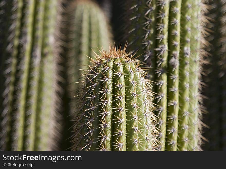 A cactus with lots of sharp points. A cactus with lots of sharp points.