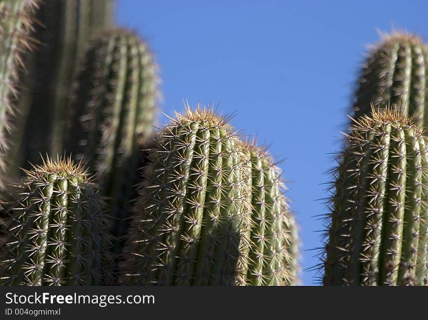 A cactus with lots of sharp points. A cactus with lots of sharp points.