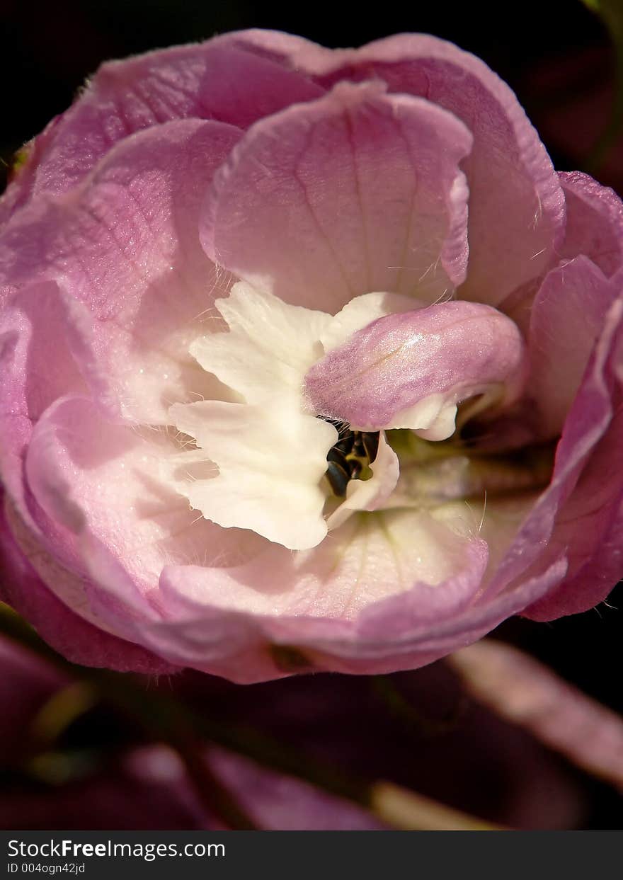 Inside A Delphinium