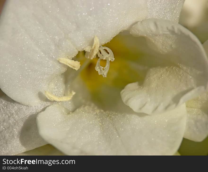 Inside White Freesia