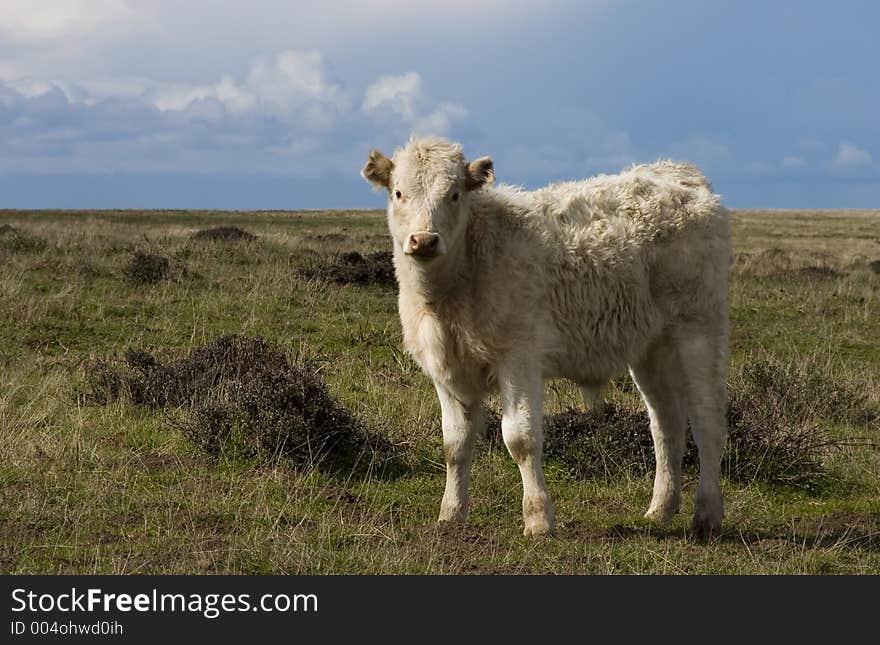 A brown cow in a green field. A brown cow in a green field.