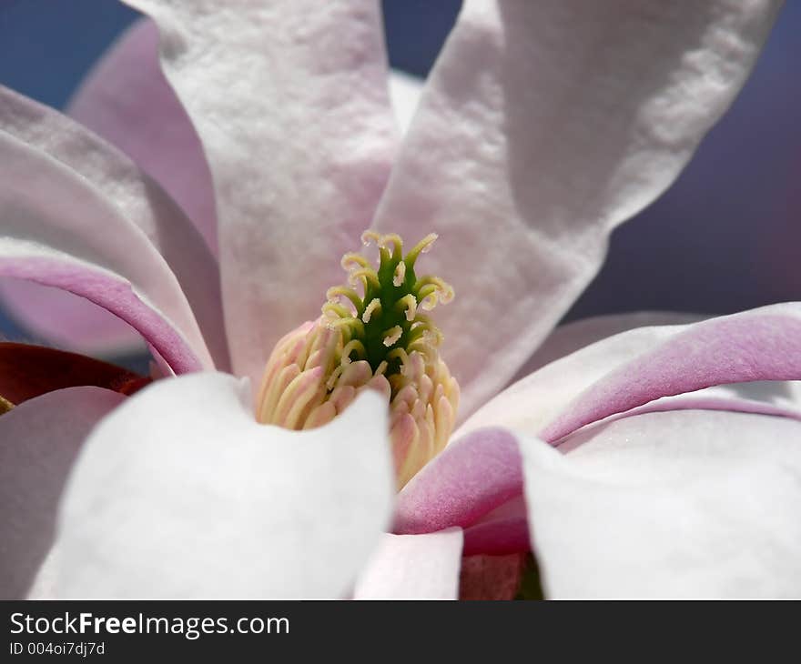 Pink Magnolia