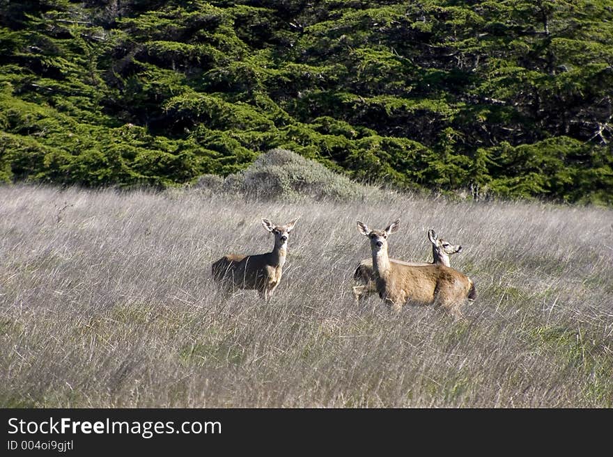 Three deer are startled by the presence of a photographer. Three deer are startled by the presence of a photographer.