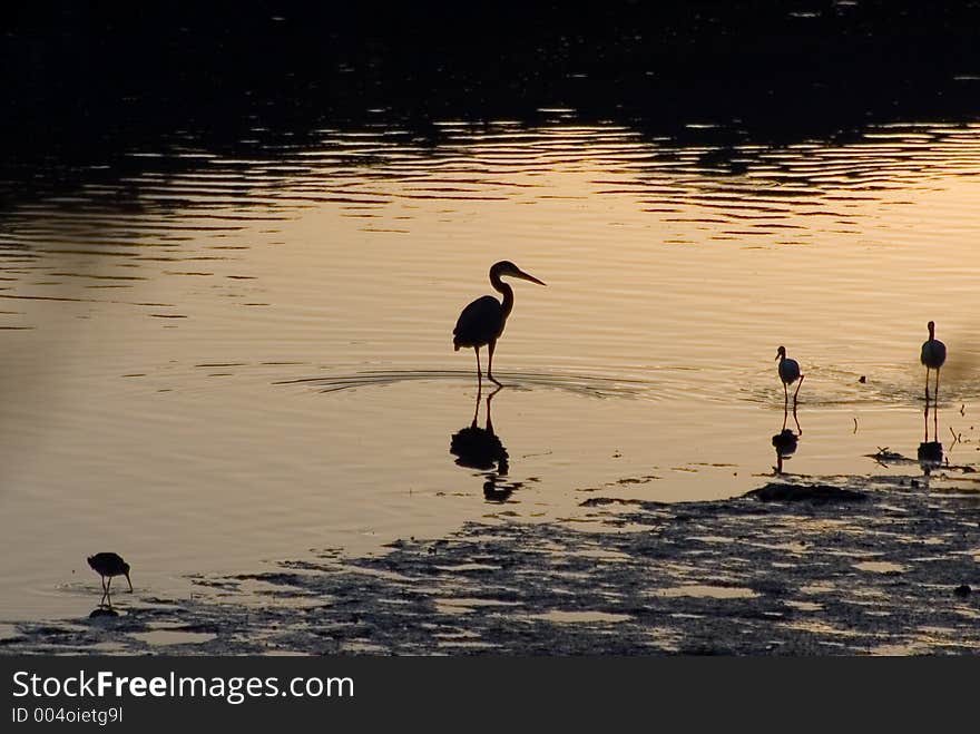 Estuary Birds