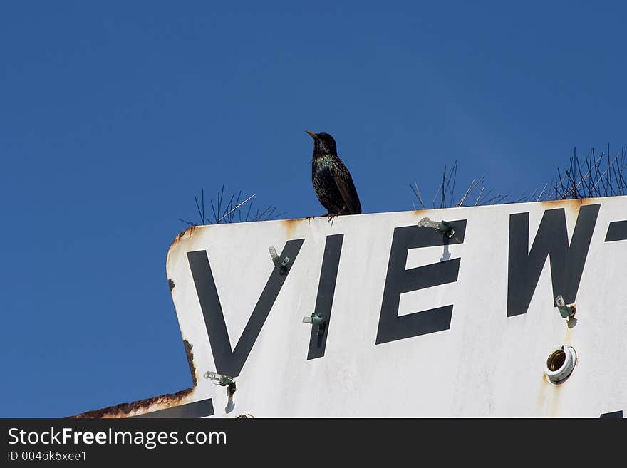 A blackbird enjoys an old sign with a view.