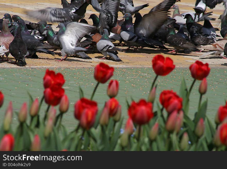 Pigeons and tulips in the sun. Pigeons and tulips in the sun.