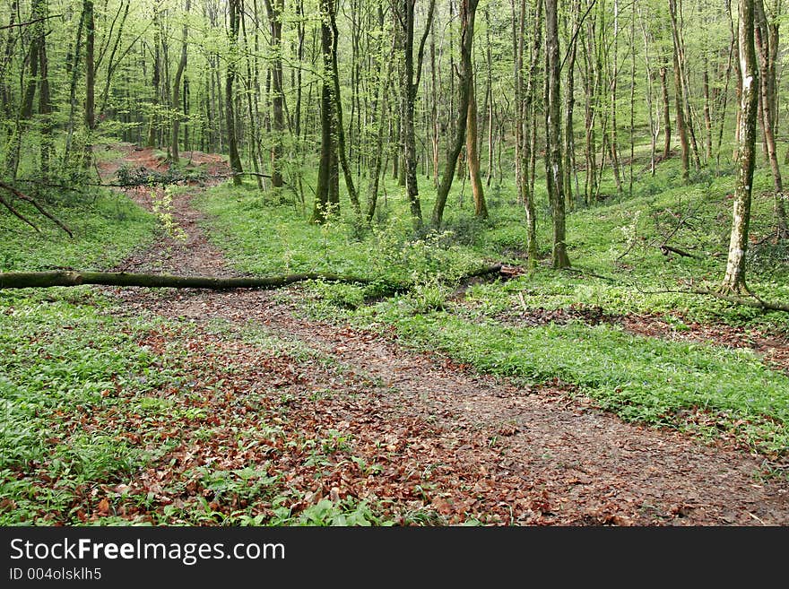 Green Forest