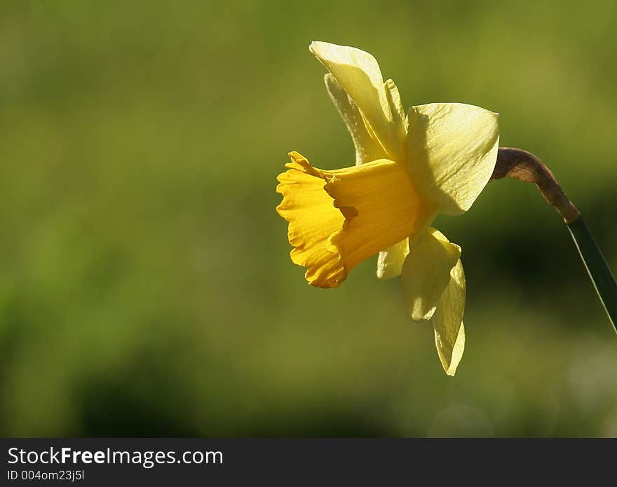 A single yellow flower in spring