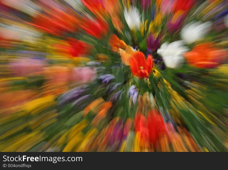 Tulips in differen colours with unzoomed lens