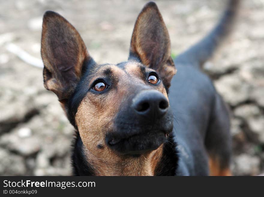 Young german shepherd looking up