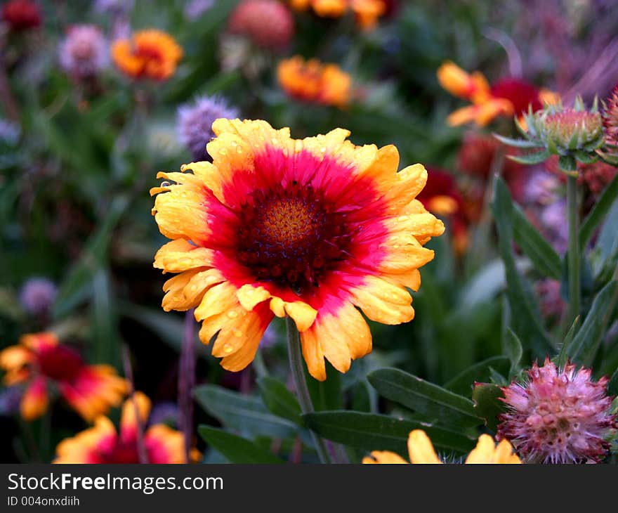 A vibrant orange, red, yellow and pink flower in a garden. A vibrant orange, red, yellow and pink flower in a garden.