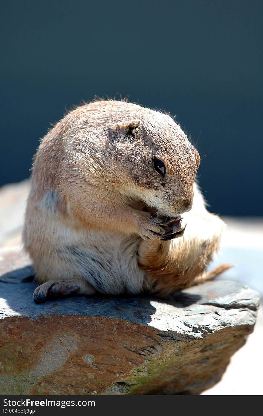 Prairie dog  2