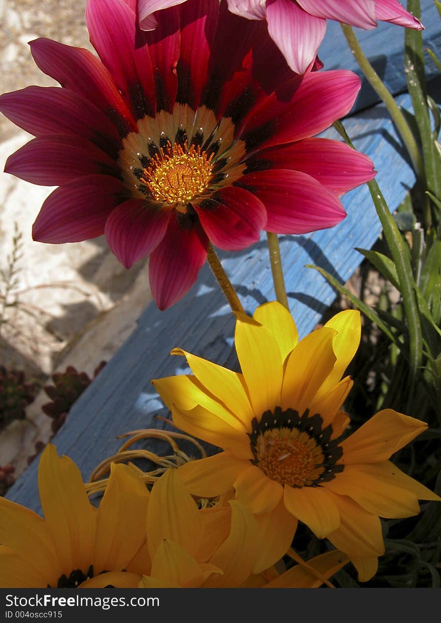 Gazanias