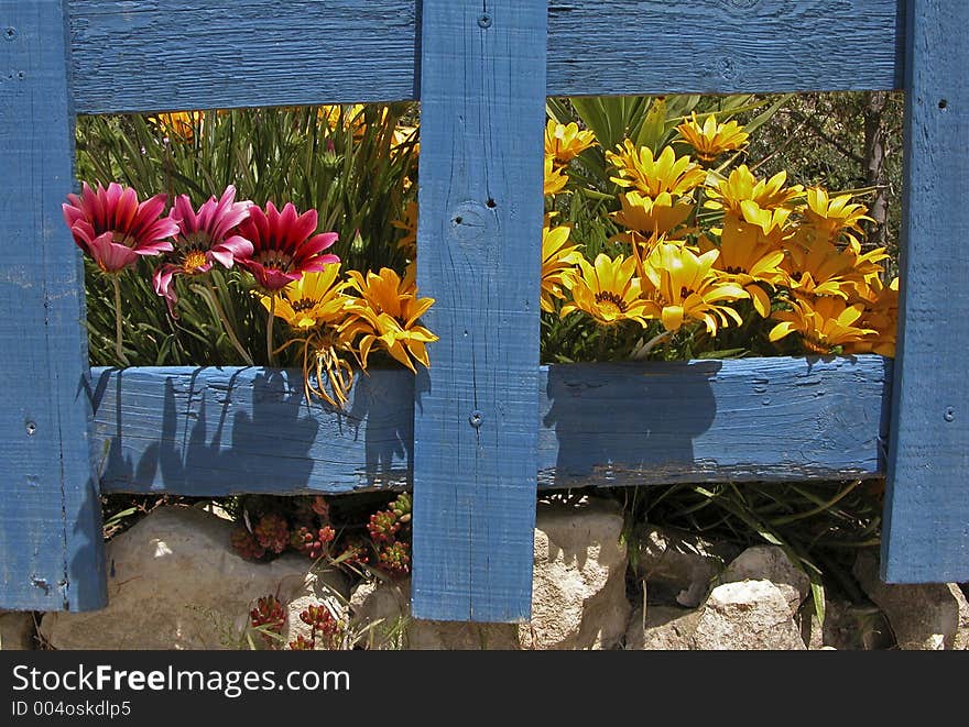 Gazanias behind a wooden frame