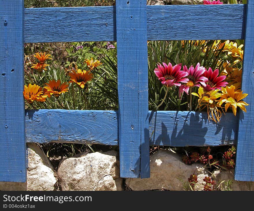 Gazanias behind a wooden frame !. Gazanias behind a wooden frame !