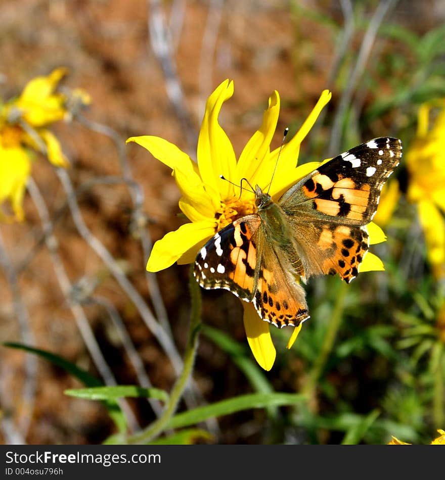 Painted Lady Butterfly on flower