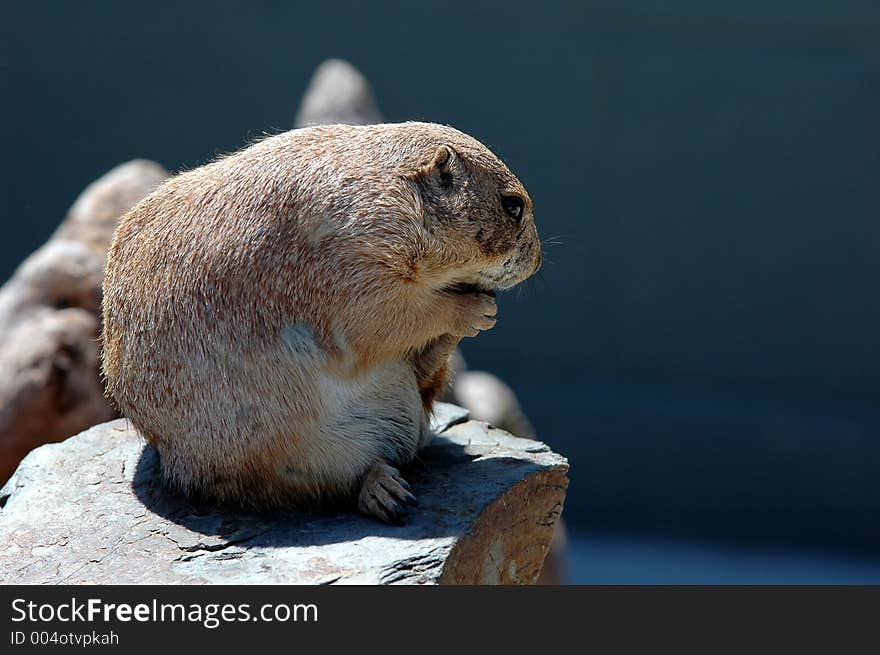 Prairie dog  4