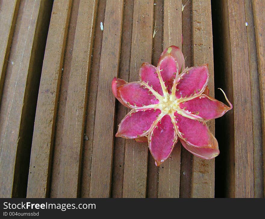 This is the fruit pod of the Simpoh Air/Ayer tree ( dillenia suffruticosa ), the tree is used to detect water as it always grows near water. This fruit is on the walkway to the Singapore Wetland reserve. This is the fruit pod of the Simpoh Air/Ayer tree ( dillenia suffruticosa ), the tree is used to detect water as it always grows near water. This fruit is on the walkway to the Singapore Wetland reserve.