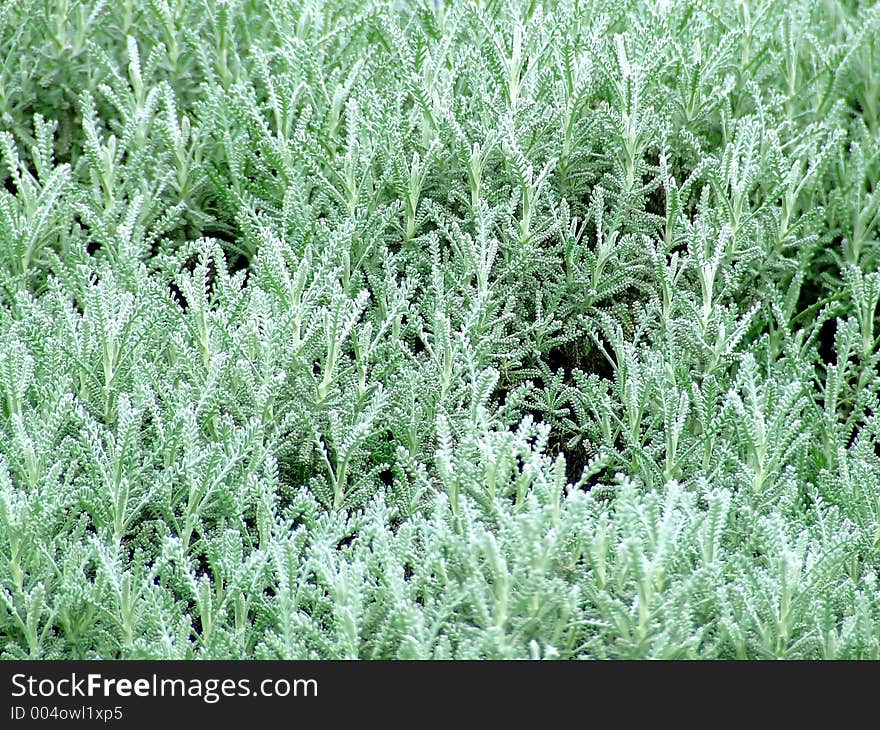 Texture of a conifer tree. Texture of a conifer tree