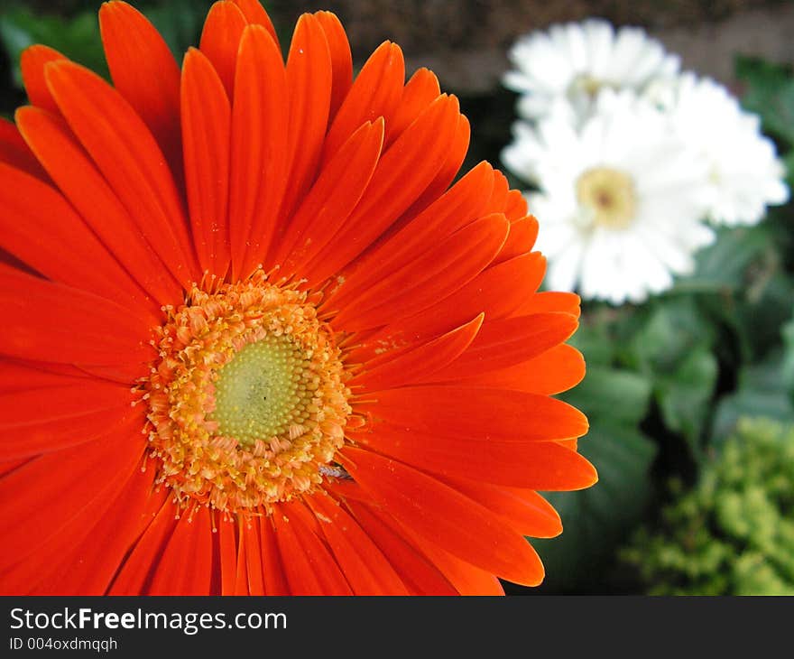 Red and white Gerbera flowers