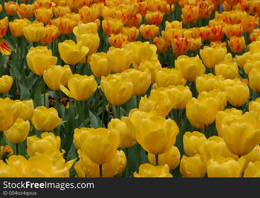 Tulips field horizontal