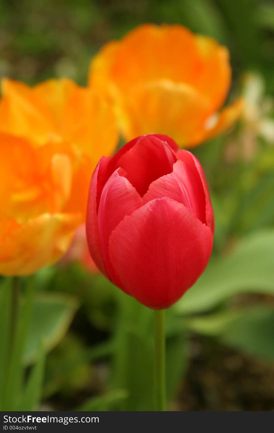 A shot of red tulips in the garden