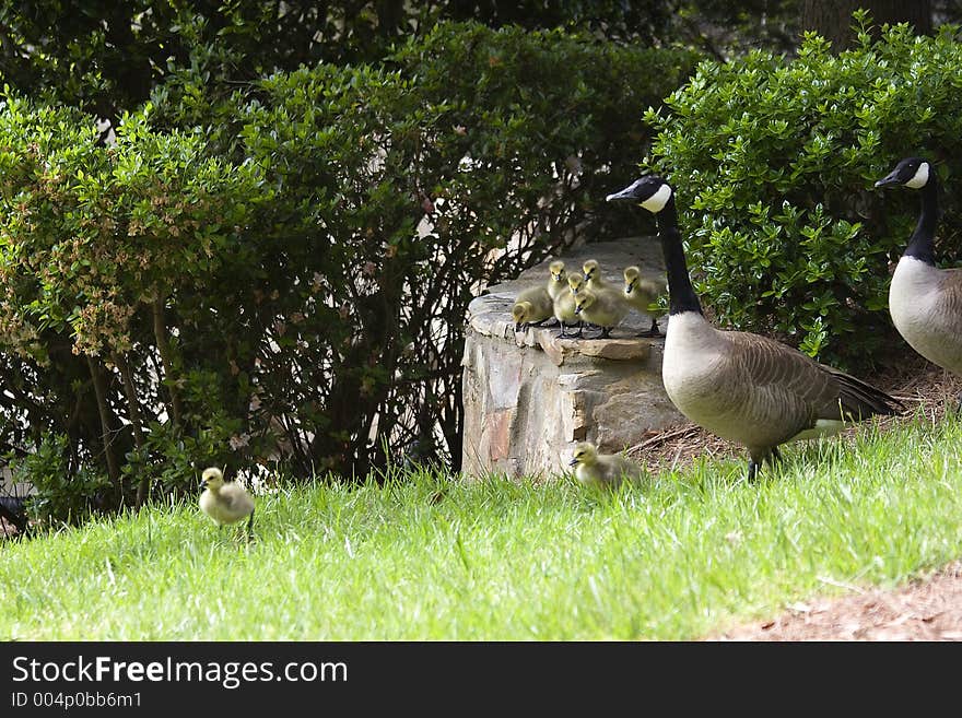 Baby Geese with Mom and Dad