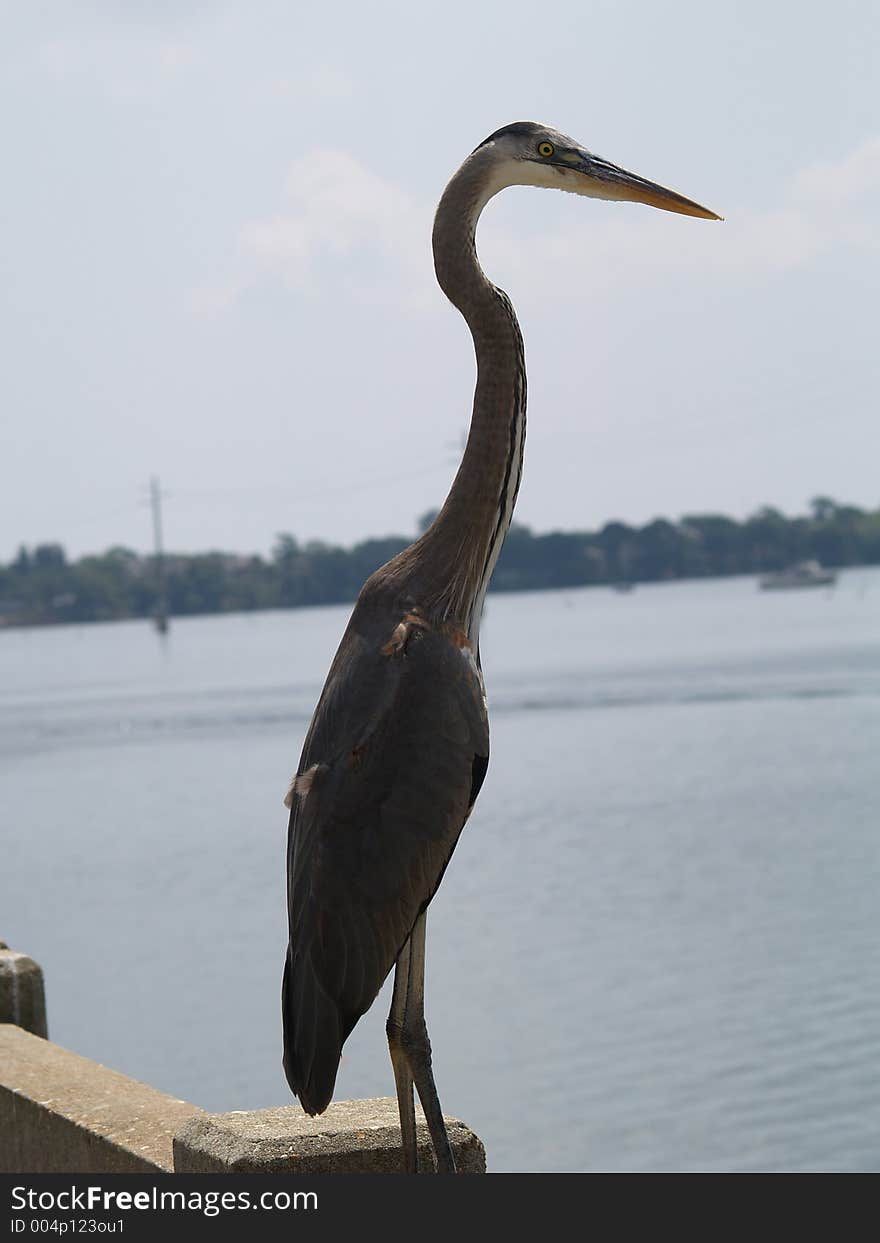 This blue heron was sitting on the rail of a pier in Cocoa Village, FL. I was lucky that he allowed me to get this close to him. This blue heron was sitting on the rail of a pier in Cocoa Village, FL. I was lucky that he allowed me to get this close to him.