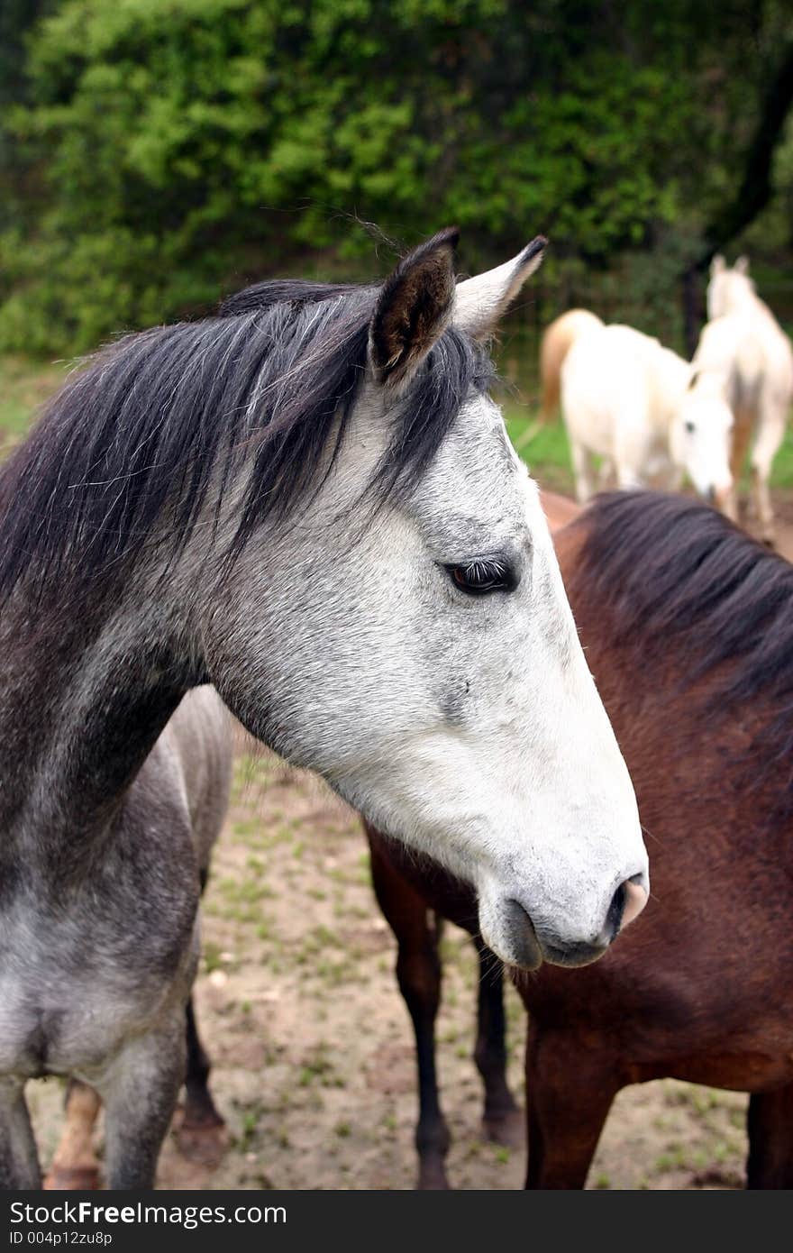 Gray horse with others in the background. Gray horse with others in the background