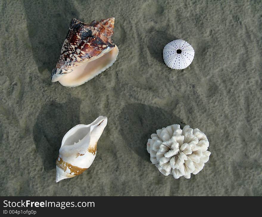 Shells arranged in the sand of the beach. Shells arranged in the sand of the beach