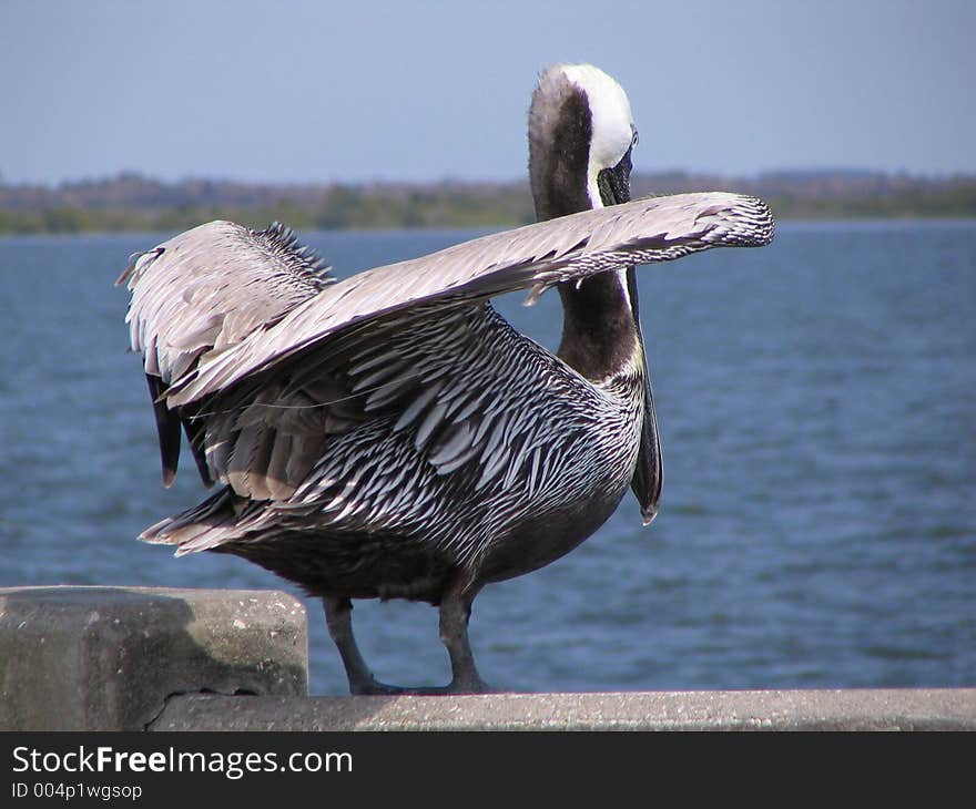 This pelican was sitting on the bridge as I was stopped for the drawbridge. This pelican was sitting on the bridge as I was stopped for the drawbridge.