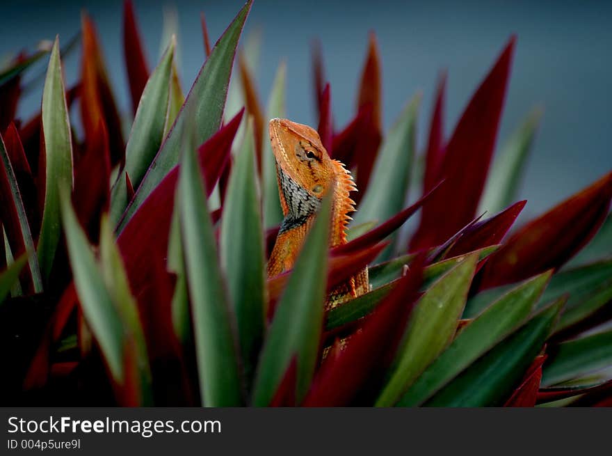 Gecko inside flower pot