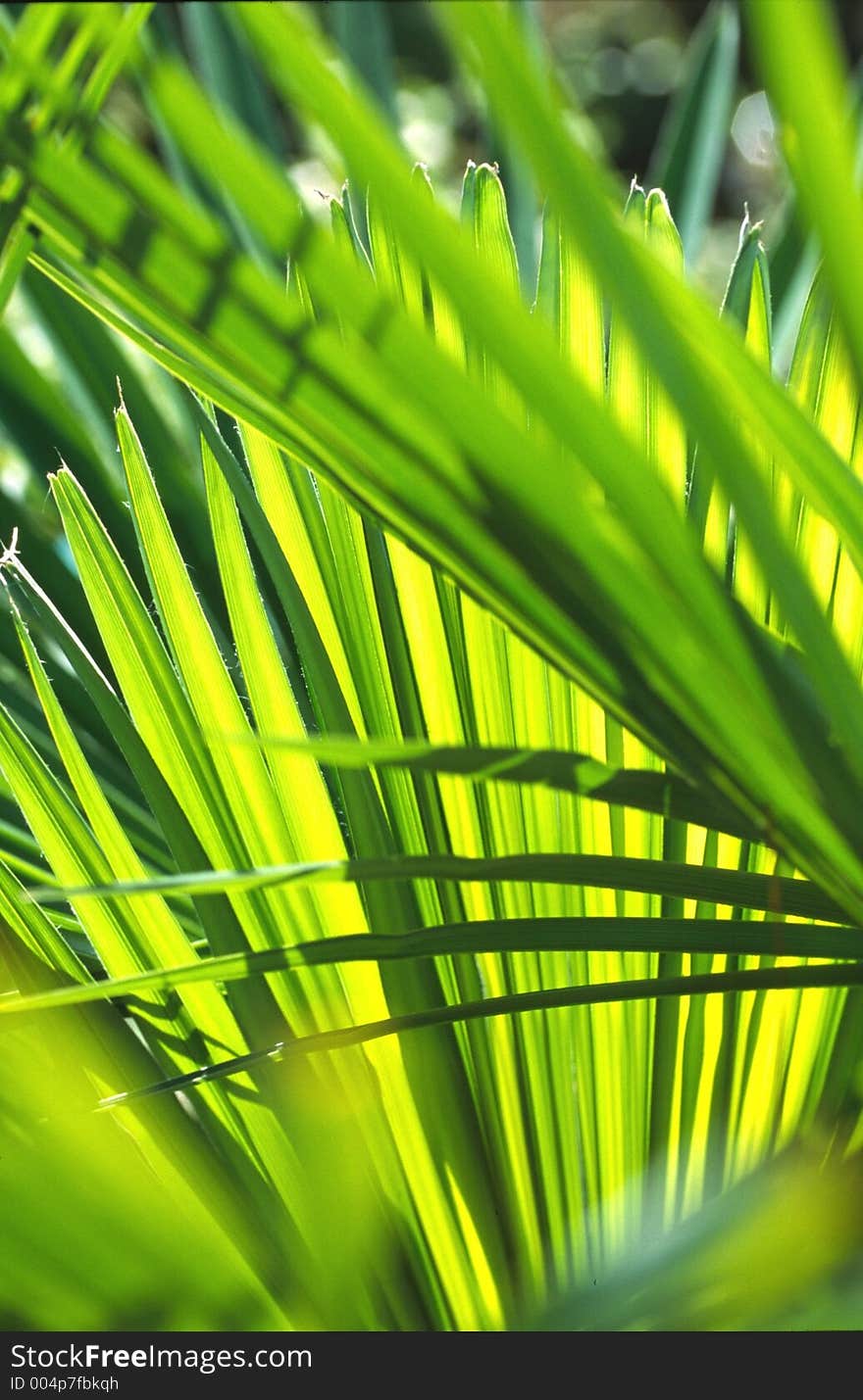 Palmleaves in a garden. Palmleaves in a garden