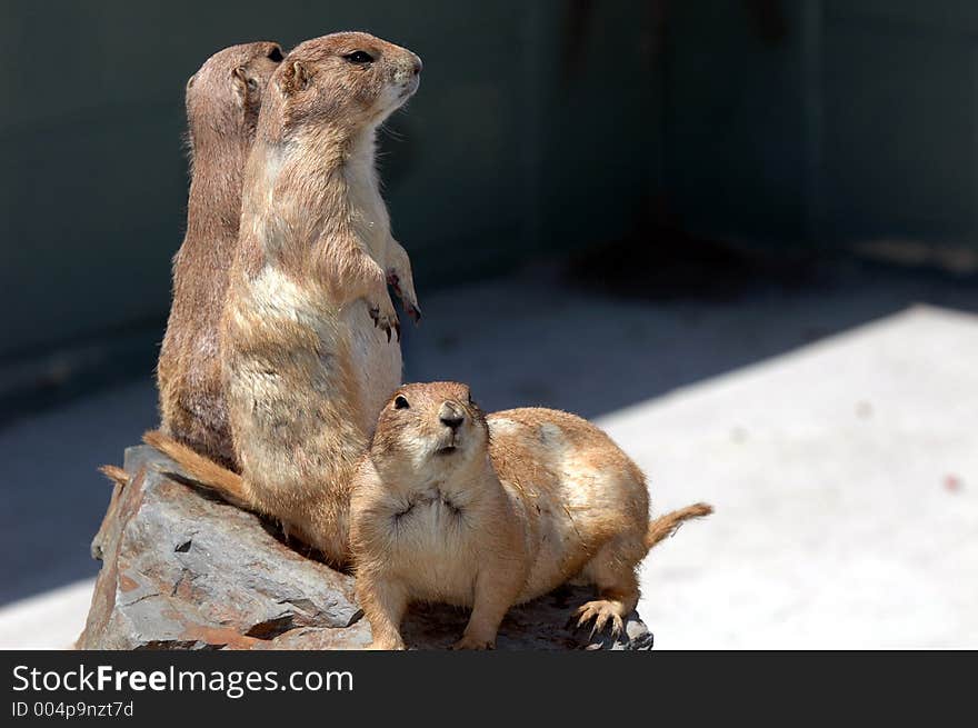 Prairie dog  5