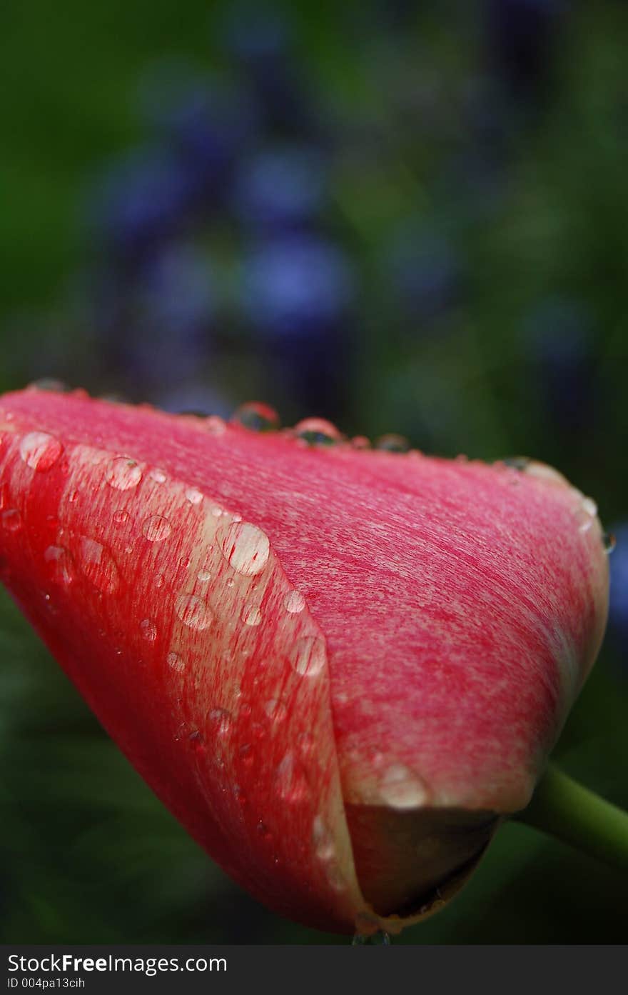 Rainy tulip in the garden