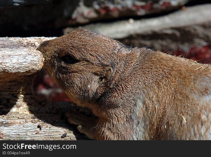 Prairie dog chewing on wood. Prairie dog chewing on wood