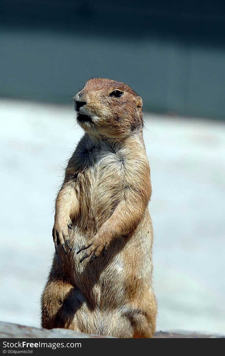 Prairie dog  7