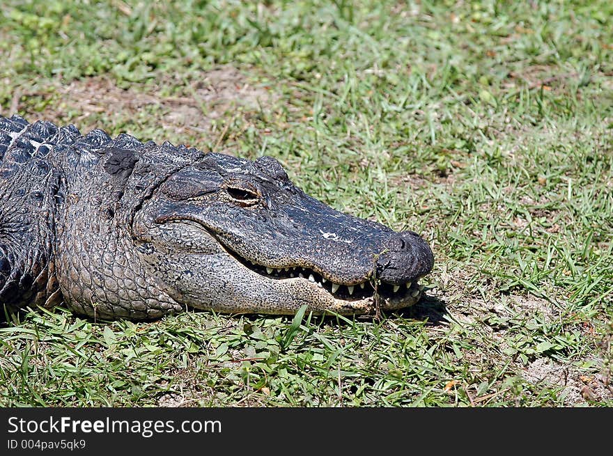 Alligator  1