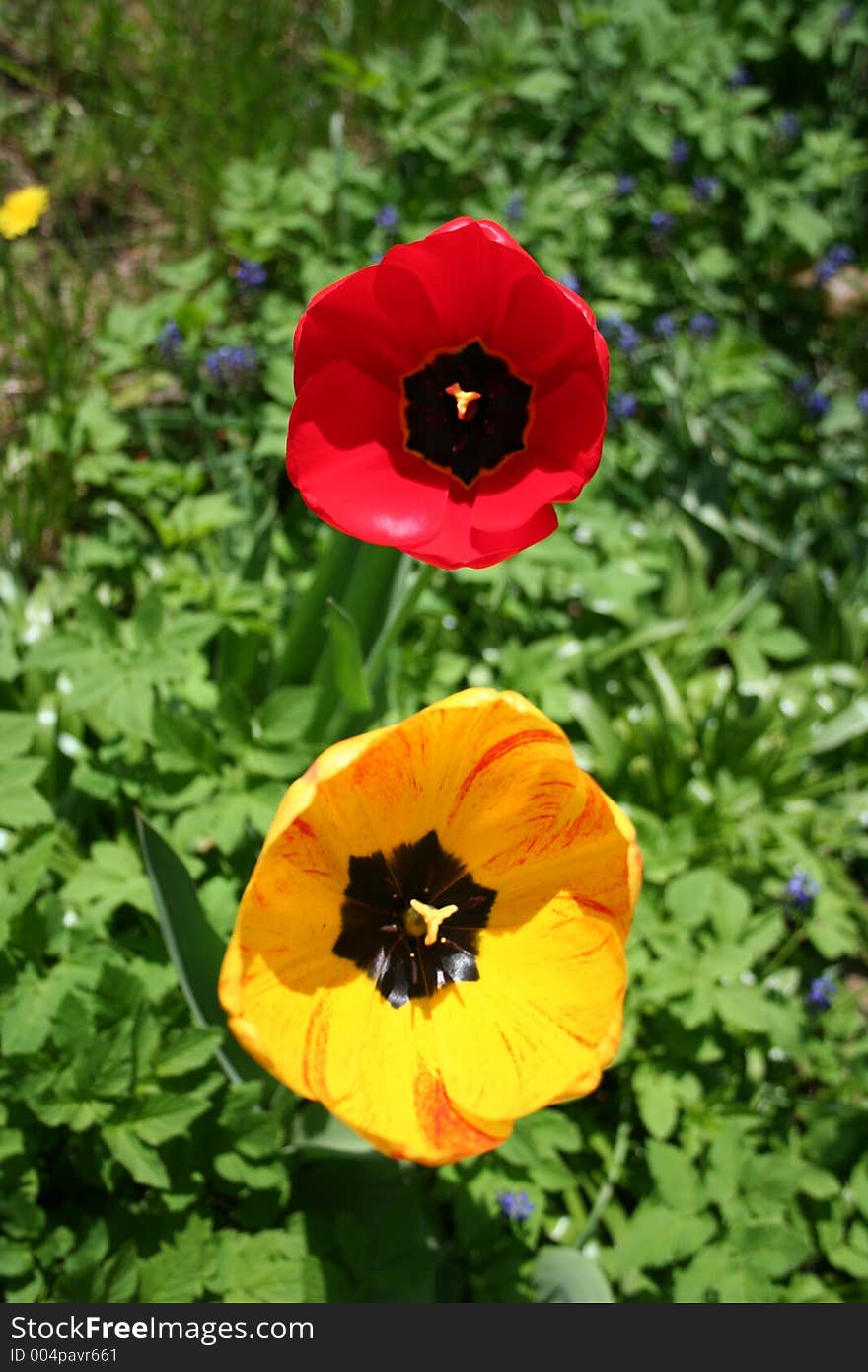 Yellow and red Tulip flower