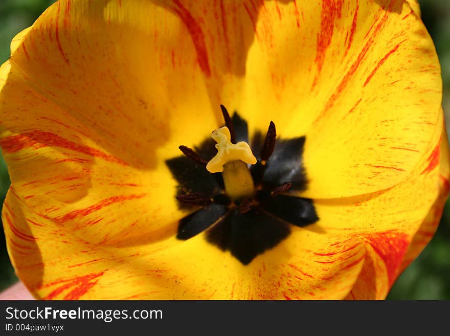 Yellow Tulip close up