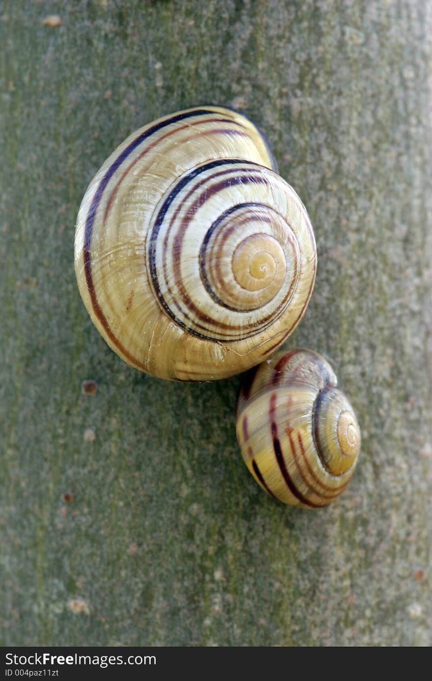 Pair of sleeping snails on tree. Macro shot of shell patterns. Pair of sleeping snails on tree. Macro shot of shell patterns