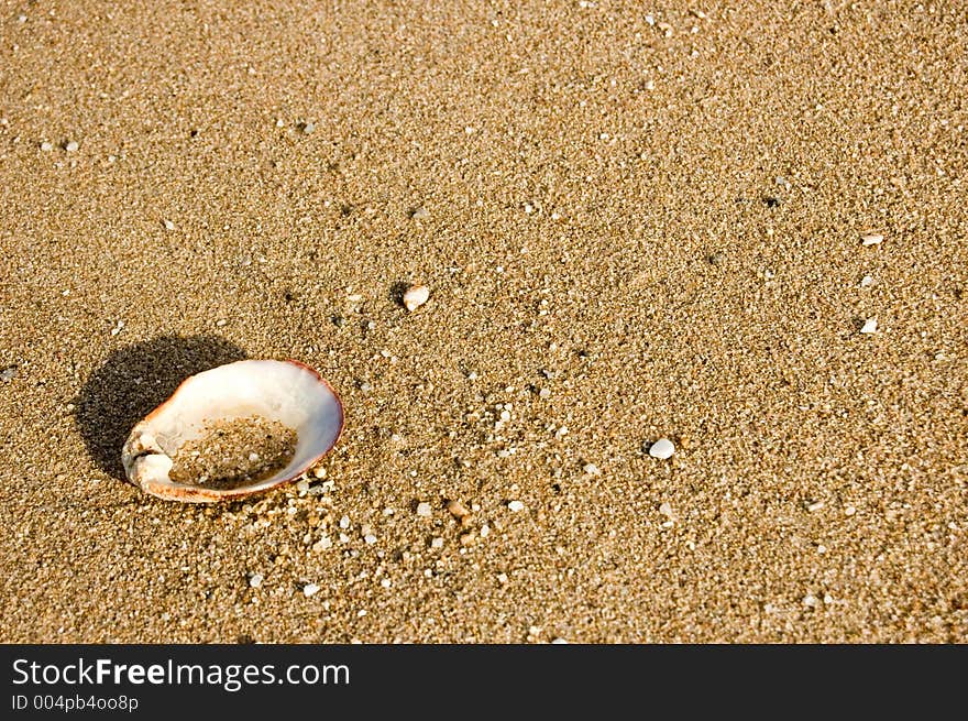Shell on beach with text area on the right